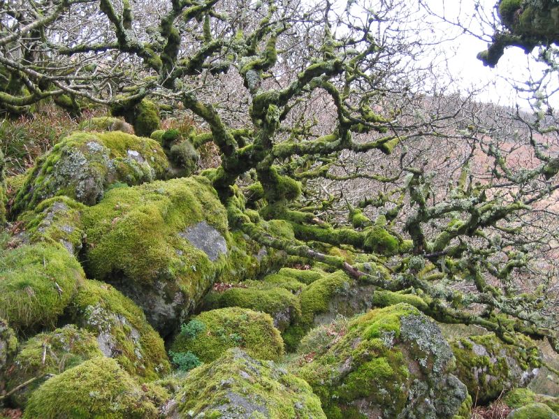 Wistman's Wood